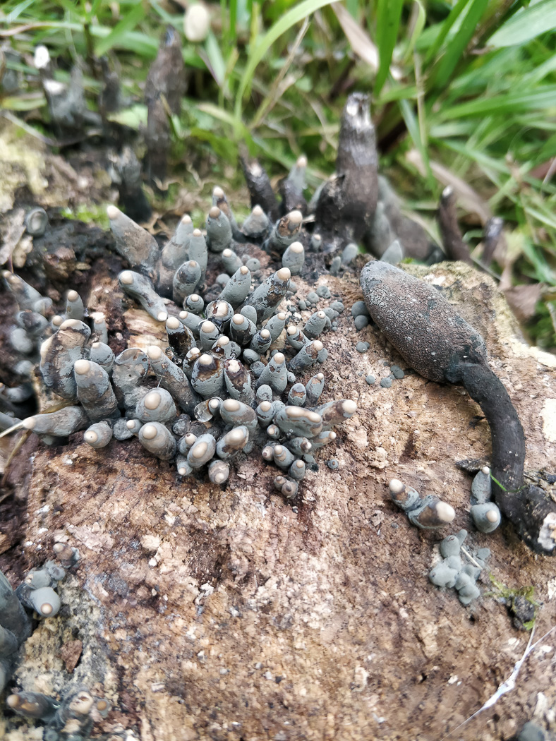 Photo by Bob Simpson Xylaria polymorpha / longipes by Bob Simpson